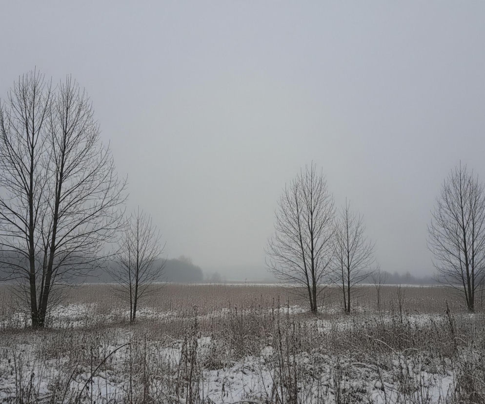 Pięć bezlistnych drzew o ciemnych, nagich gałęziach dominuje na tle zamglonego, jasnoszarego nieba. Drzewa rozmieszczone są nieregularnie na zaśnieżonej, suchej trawie, która pokrywa pierwszy plan i częściowo przyległe pole. Dalsza część pola, z brązową, zaschniętą roślinnością, przechodzi w ciemniejszy pas odległego lasu, który tonie w gęstej mgle.