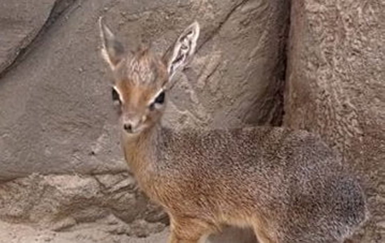 Najmniejsza antylopa świata urodziła się w zoo we Wrocławiu. Od razu skradła serca!