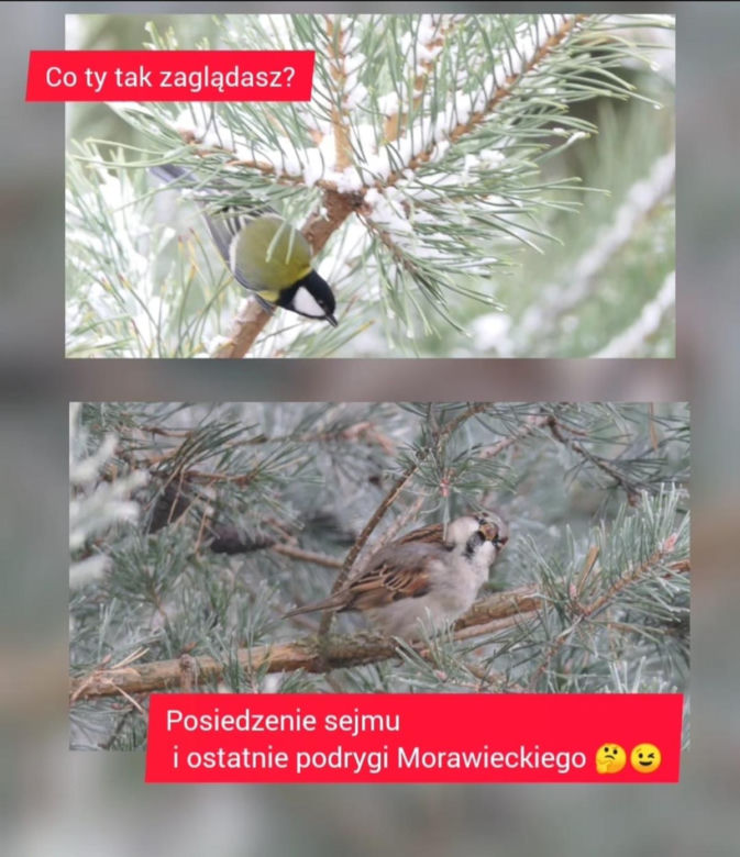 Expose Mateusza Morawieckiego w Sejmie na koniec PiS