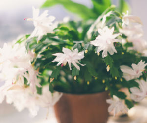 Szlumbergera