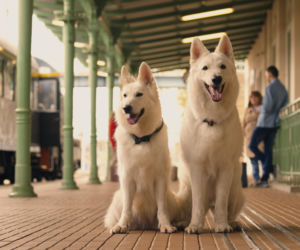 Grudniowe nowości w serwisie CANAL+. Filmy i seriale idealne na zimowe dni