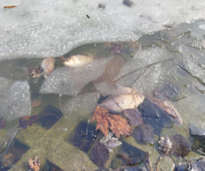 Martwe ryby w stawie na terenie Parku Aleksandria w Siedlcach