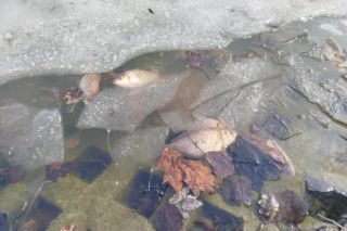 Martwe ryby w stawie na terenie Parku Aleksandria w Siedlcach