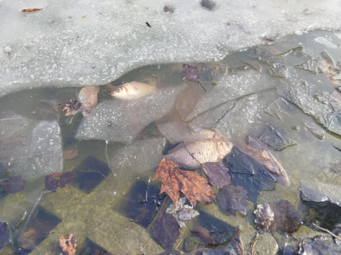 Martwe ryby w stawie na terenie Parku Aleksandria w Siedlcach