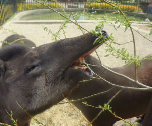 Zoo Wrocław: Tapir anta