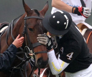Książę William całuje konia po wygranym meczu polo
