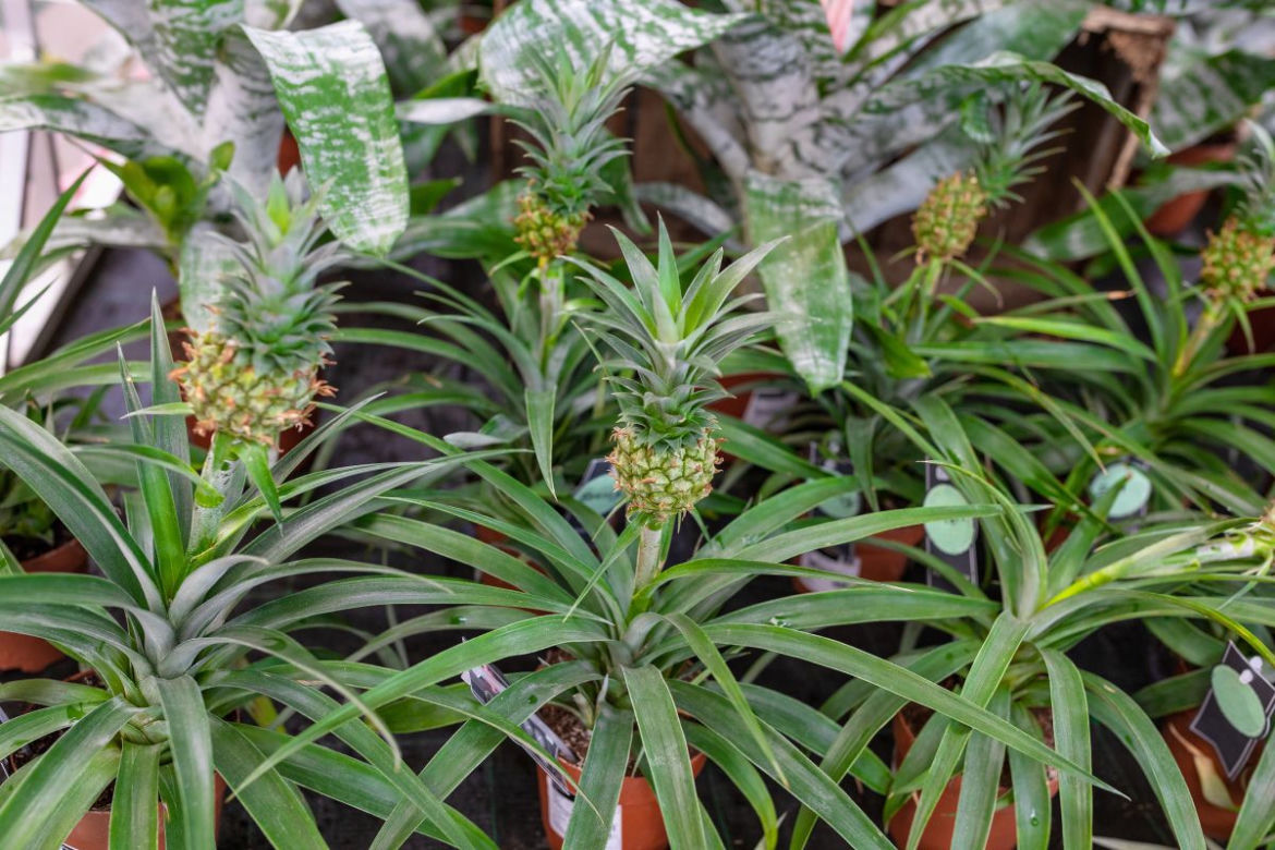 Ananas