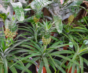 Ananas