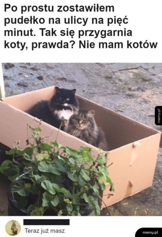 Światowy Dzień Kota 2022. Zobacz najśmieszniejsze obrazki i MEMY z kotami! 