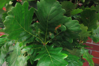 Dąb 'Monument' - Quercus 'Monument'