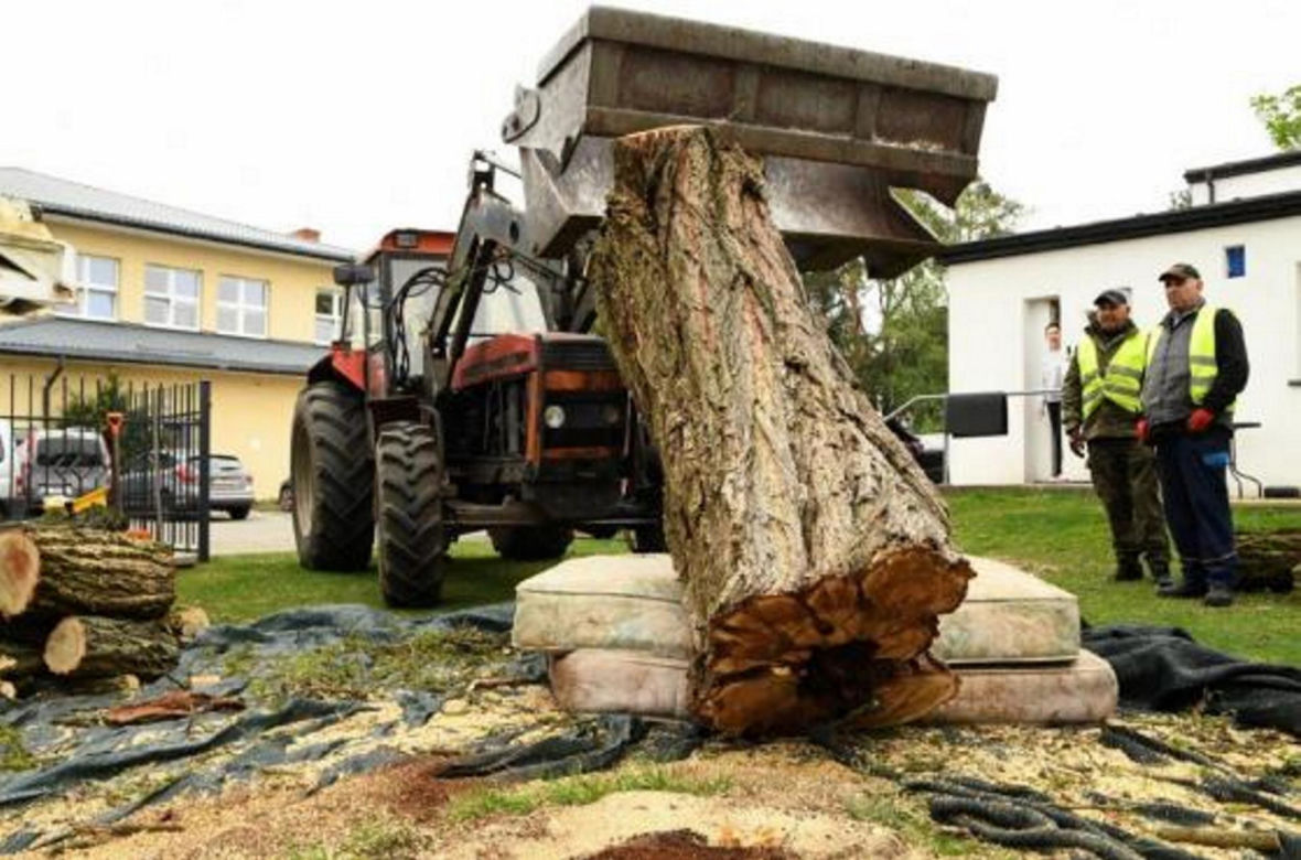 Ścięli drzewo, żeby ratować chrząszcza. Potem wieźli go 30 kilometrów 
