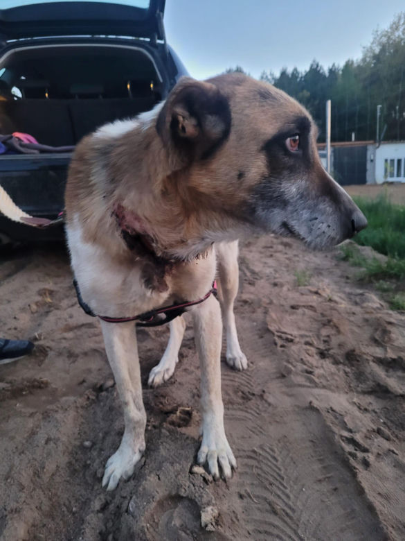 Ktoś poderżnął gardło suczce, a potem porzucił jak śmiecia! Bambi konała w męczarniach [ZDJĘCIA]