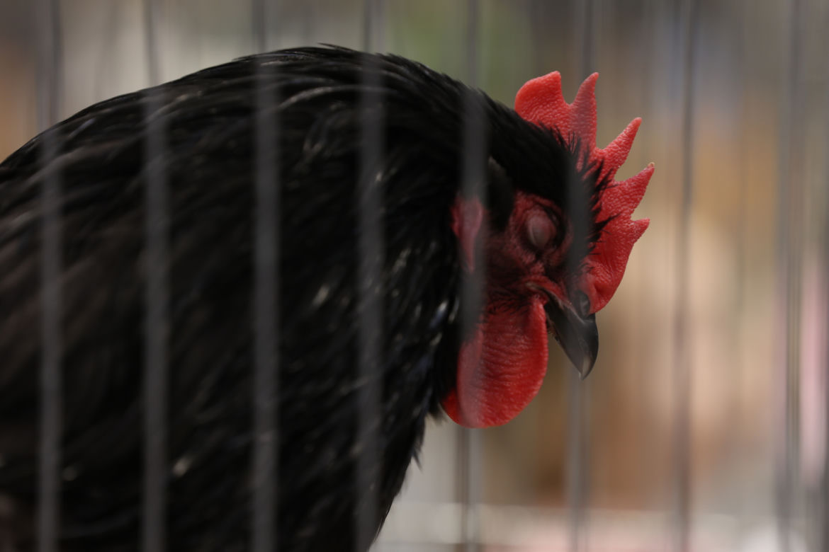 ZooPark 2023 w Lublinie przyciągnął tłumy!