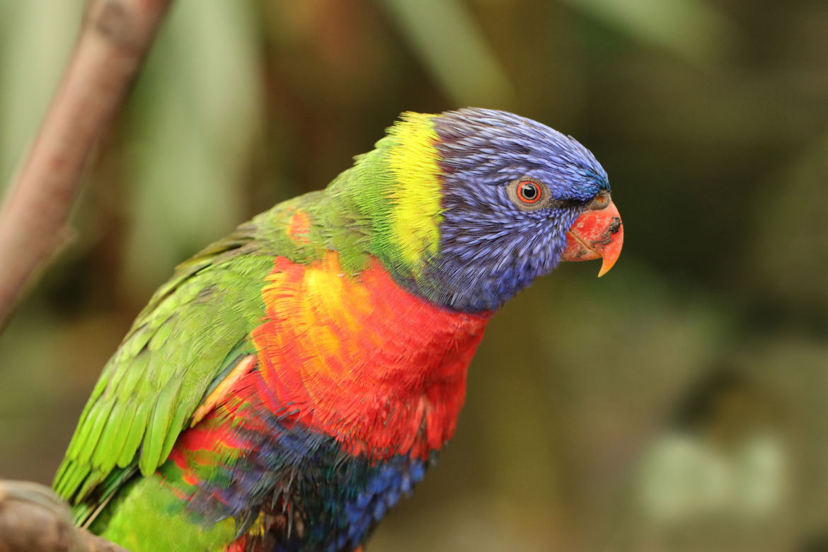 Papugarnia