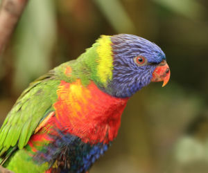 Papugarnia