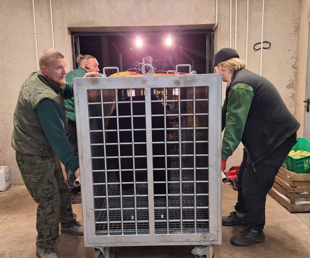 Z piekła do azylu! Uratowana niedźwiedzica Poca zaczyna nowe życie w Poznaniu