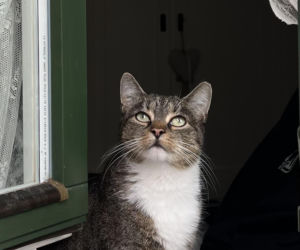 Metamorfoza Domu pod królikiem