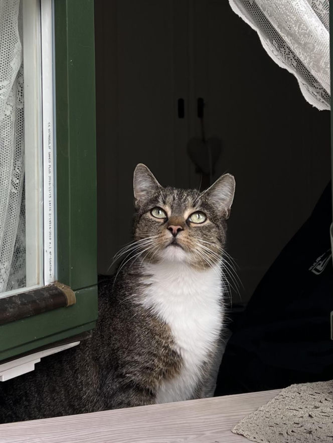 Metamorfoza Domu pod królikiem