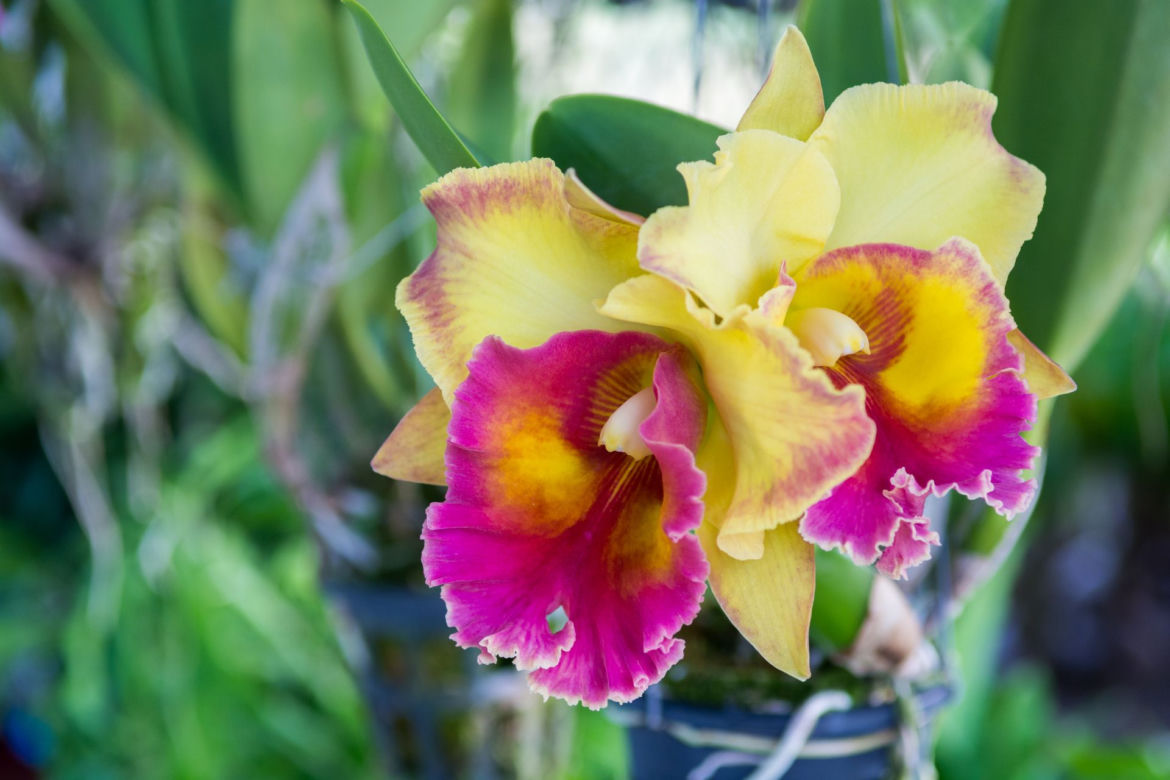 Storczyk Cattleya
