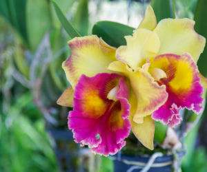 Cattleya