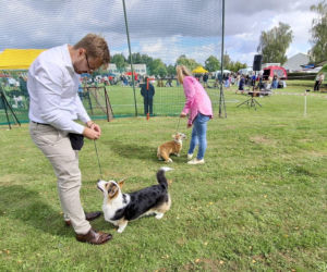 Psie piękności królują w Kaliszu