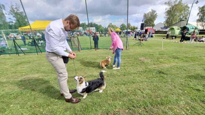 Psie piękności królują w Kaliszu