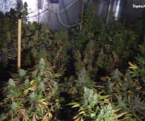  W pralni chemicznej, jak w serialu kryminalnym. Zamiast prania - plantacja
