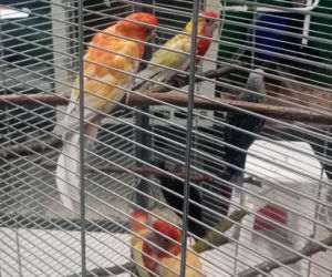 Kolorowe papugi przemycane w walizce! Jedna nie przeżyła transportu