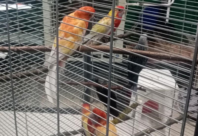 Kolorowe papugi przemycane w walizce! Jedna nie przeżyła transportu