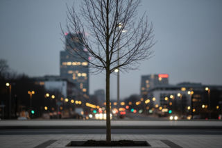 Nowe drzewa na Marszałkowskiej. Jak zmieni się centrum miasta?