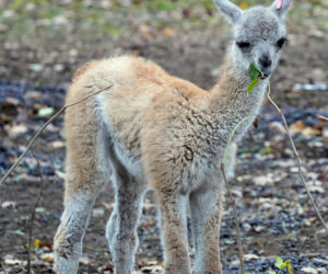 We wrocławskim zoo urodziło się gwanako