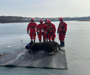 Żubrzyca utknęła na lodzie