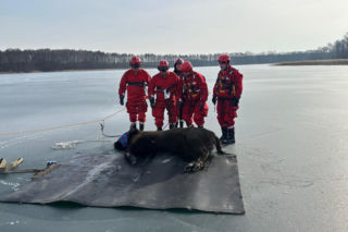 Żubrzyca utknęła na lodzie