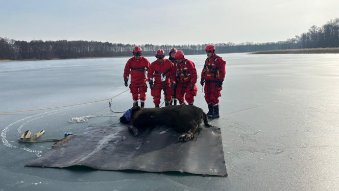 Żubrzyca utknęła na lodzie