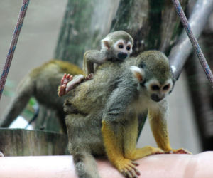 Te maluchy przyszły na świat w warszawskim ZOO w 2025 roku