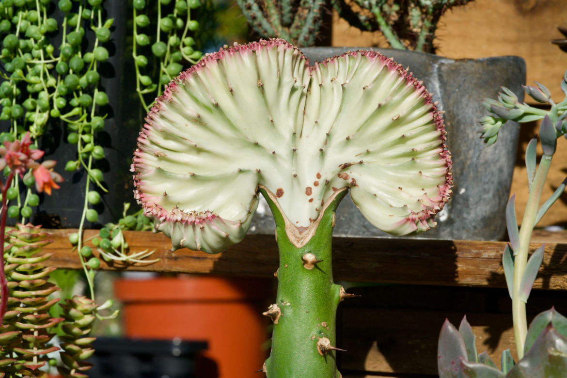 Wilczomlecz mleczny 'Cristata'