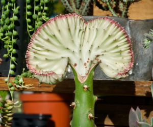 Wilczomlecz mleczny 'Cristata'