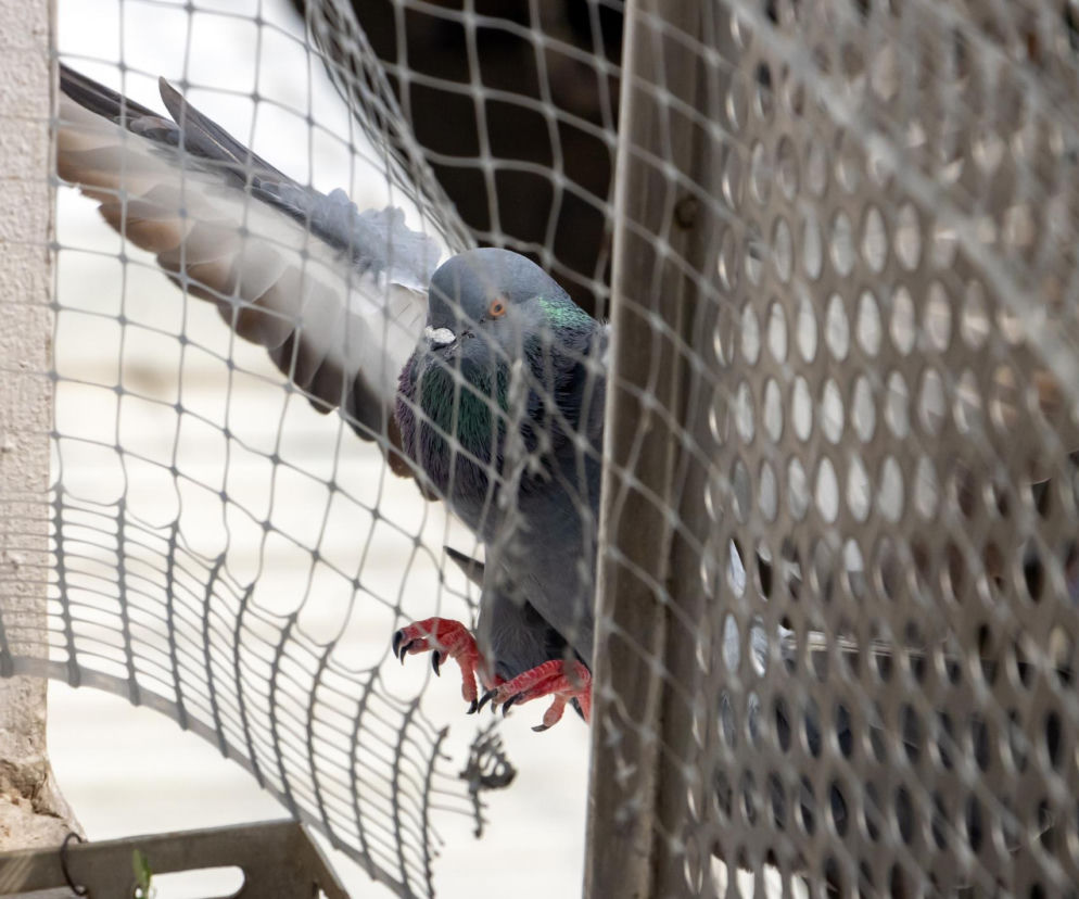 Jedna zmiana i ptaki przestają siadać na balkonie. Ile to kosztuje?