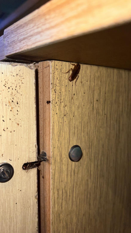 Pluskwy, karaczany to plaga w bydgoskich mieszkaniach. Ale jest i druga. Do mieszkań przez rury kanalizacje dostają się gryzonie