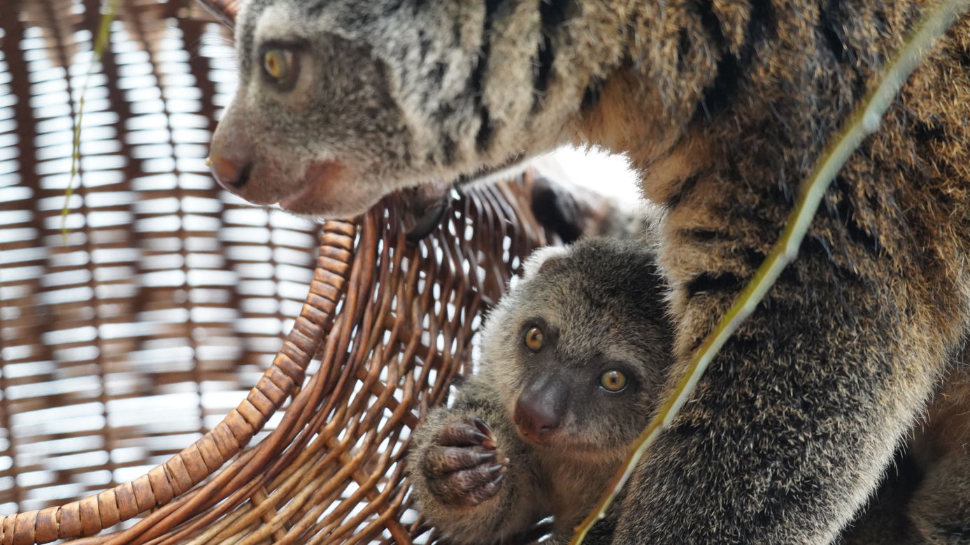 We wrocławskim zoo urodził się kuskus niedźwiedzi
