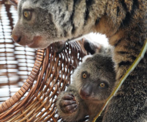 We wrocławskim zoo urodził się kuskus niedźwiedzi