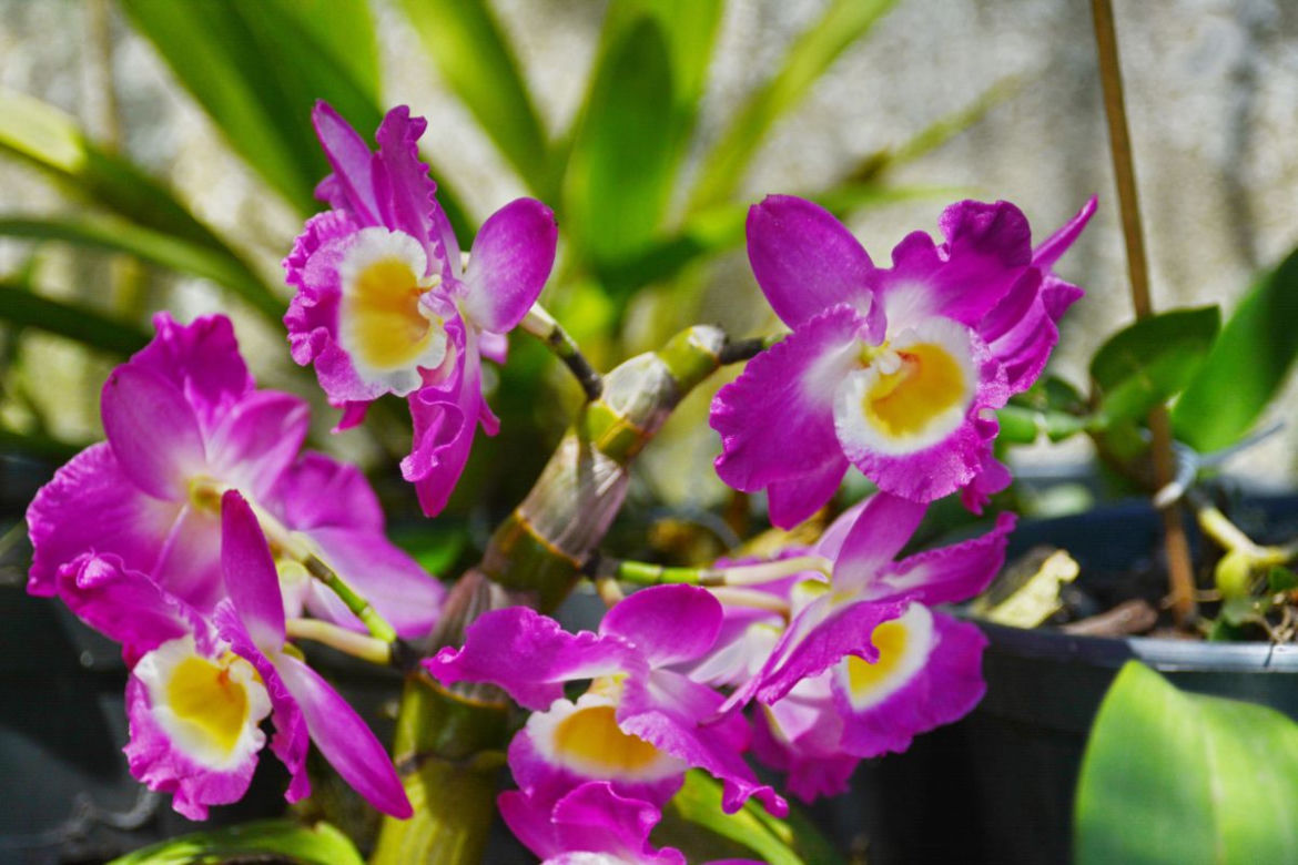 Storczyk Dendrobium