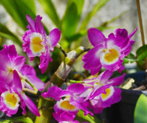 Dendrobium