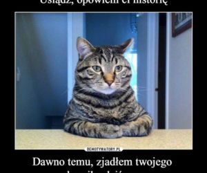Dzień Kota 2021 - memy