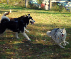 Husky opanowały Psi Park! [GALERIA]