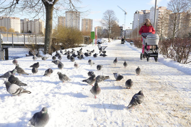 Wróżby pogodowe na rok! Jak dawniej chłopi odczytywali przyszłość z dnia św. Łucji