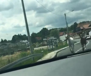 Szaleńczy rajd koni na trasie Kraków-Warszawa