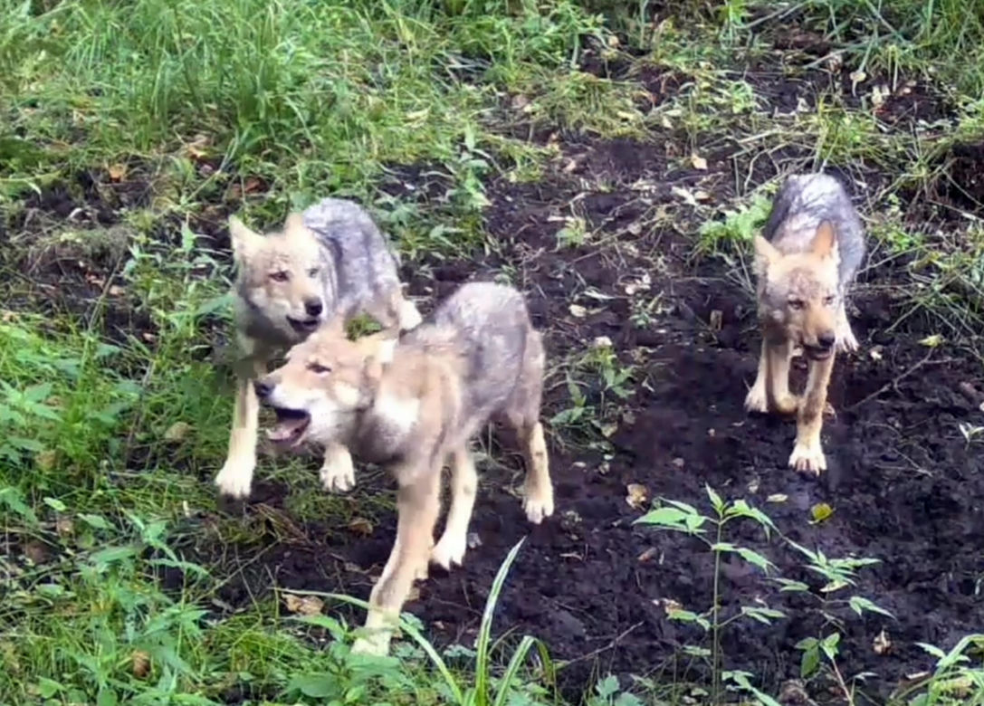 Wilki wyją w lesie pod Częstochową. Prosto do kamery