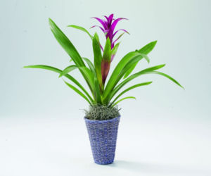 Guzmania