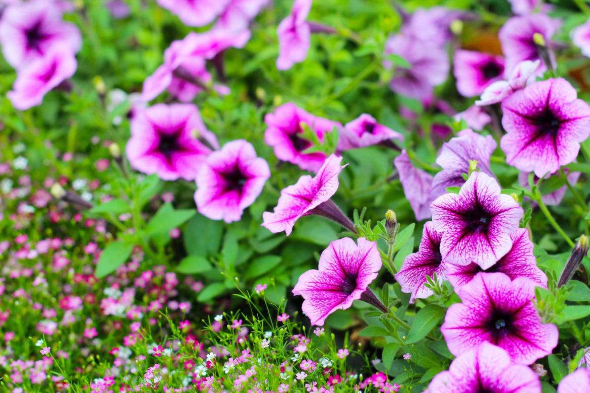 Supertunia